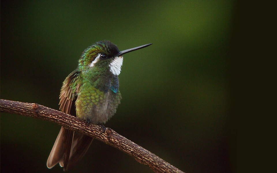 Vogels kijken in Costa Rica