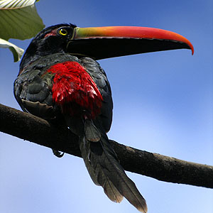 Costa Rica Birdlist