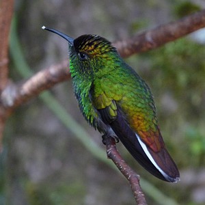 endemic bird species