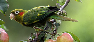 Costa Rica’s endemic birds