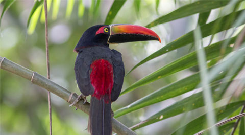 Non-passerine Birds Costa Rica