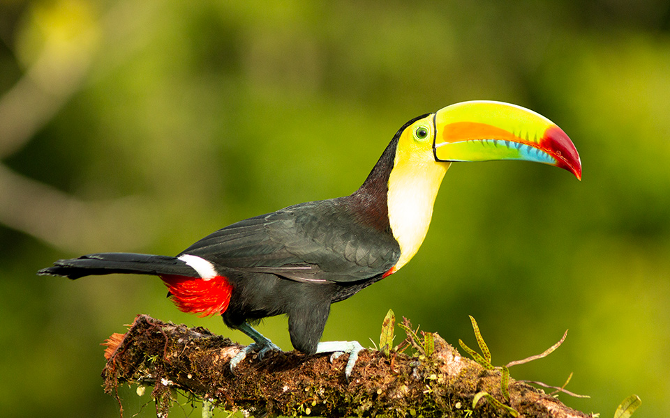 Promotion birding and photography tour Costa Rica